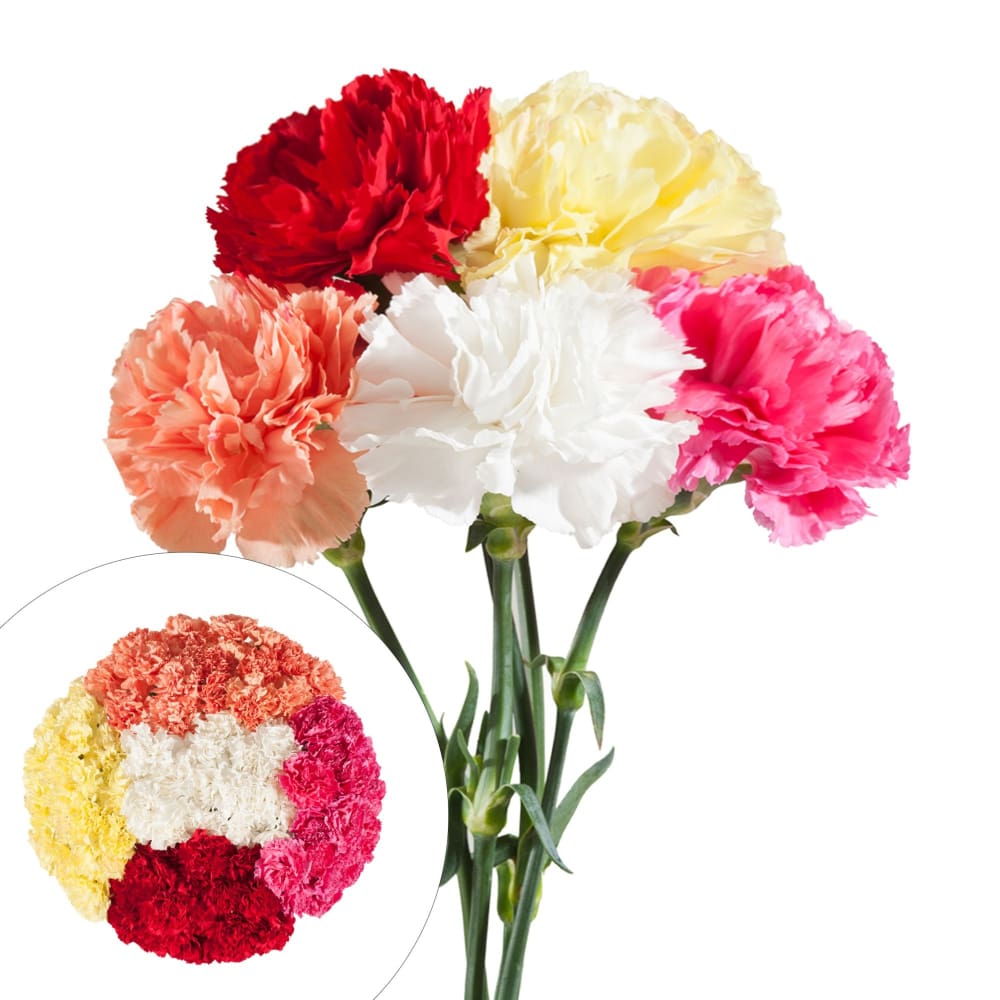 InBloom Carnations, 100 Stems - Red