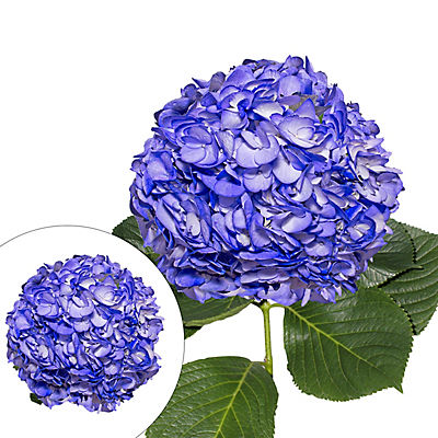 Hand-Painted Hydrangeas, 26 Stems - Blueberry