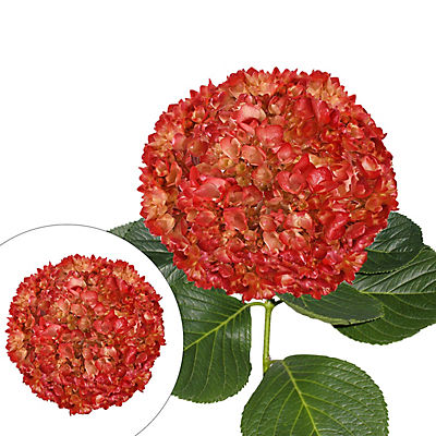 Hand Painted Metallic Red Hydrangeas