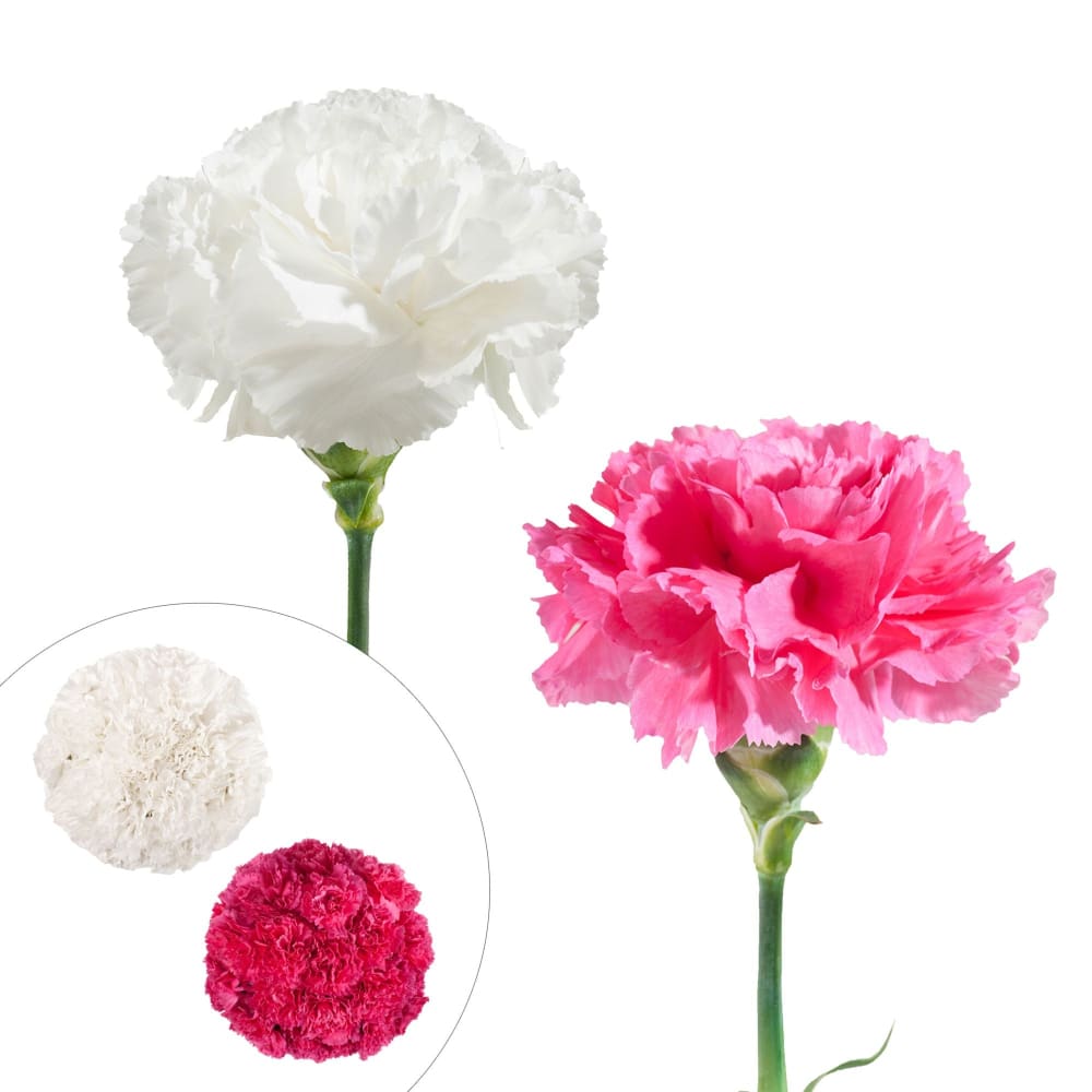 Carnation Wedding Assortment 100/100 Stems - White Hot Pink - InBloom
