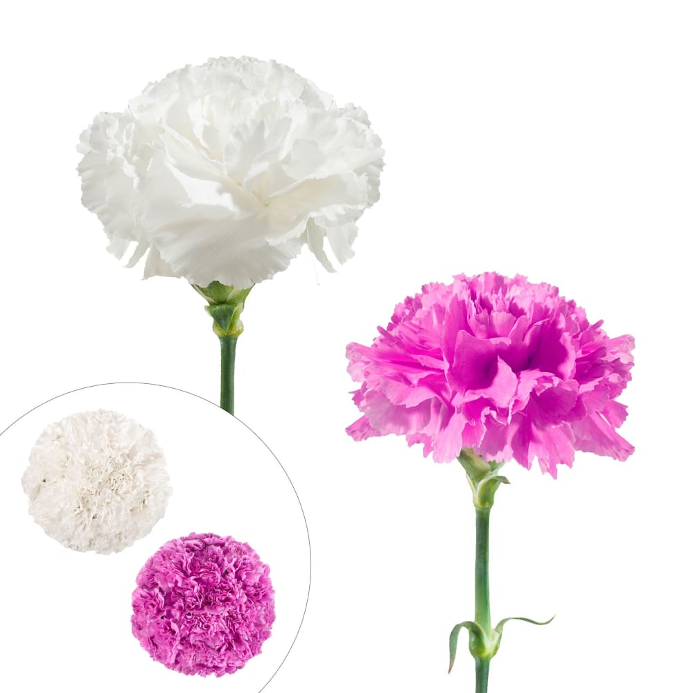 Carnation Wedding Assortment 100/100 Stems - White Lavender - InBloom