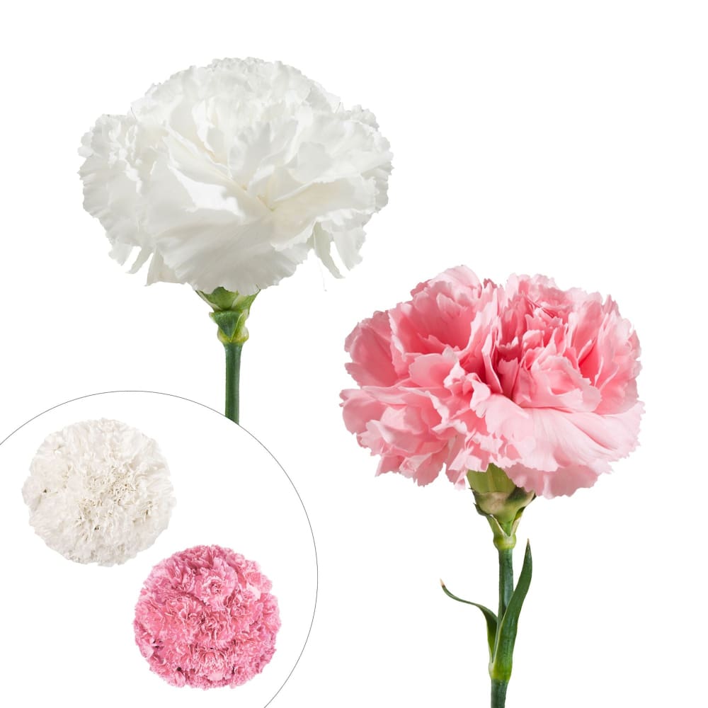 InBloom Carnation Wedding Assortment 100/100 - White Light Pink - Home/Home/Flowers & Plants/Other Flowers/ - InBloom
