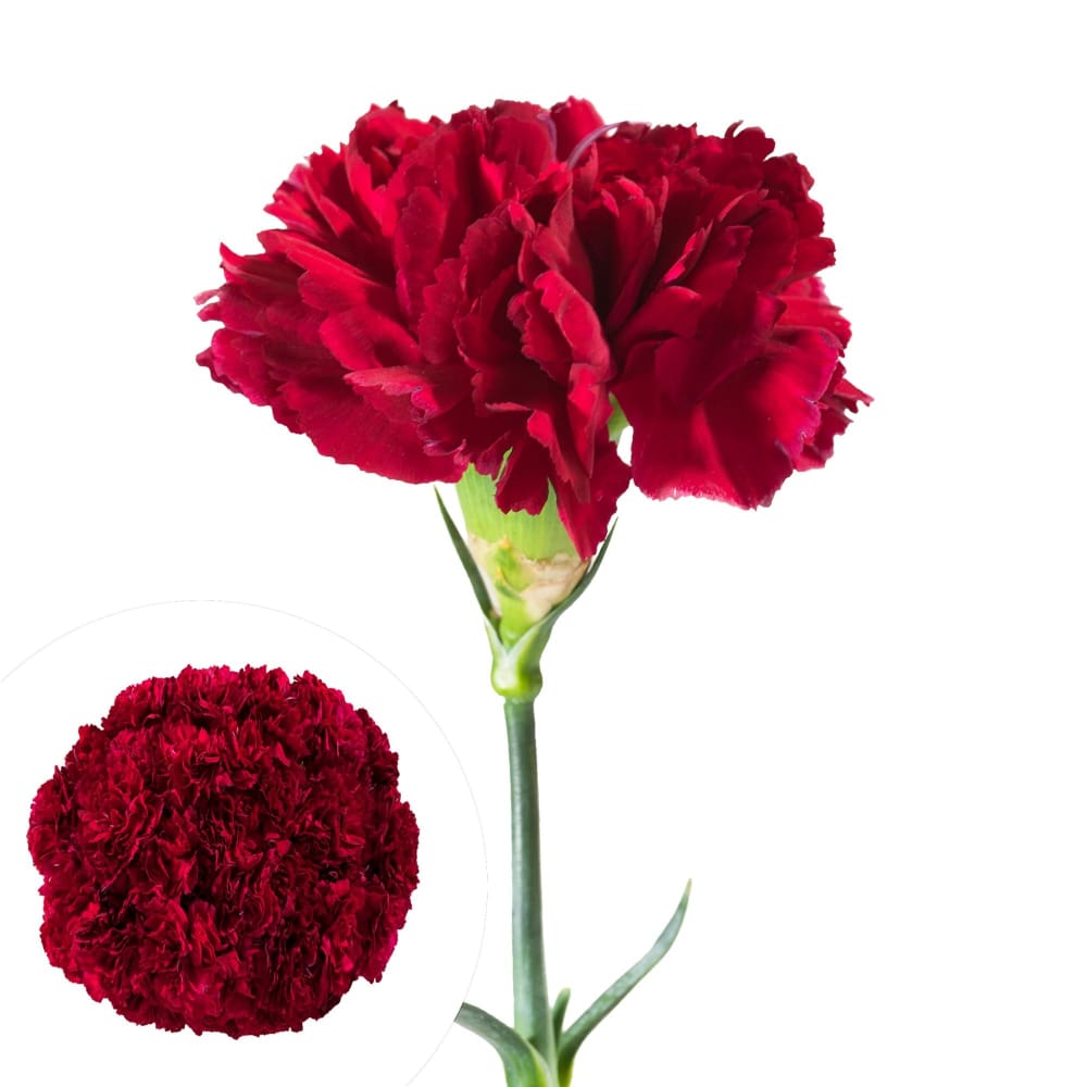 InBloom Carnations 200 ct. - Burgundy - Home/Home/Flowers & Plants/Other Flowers/ - InBloom