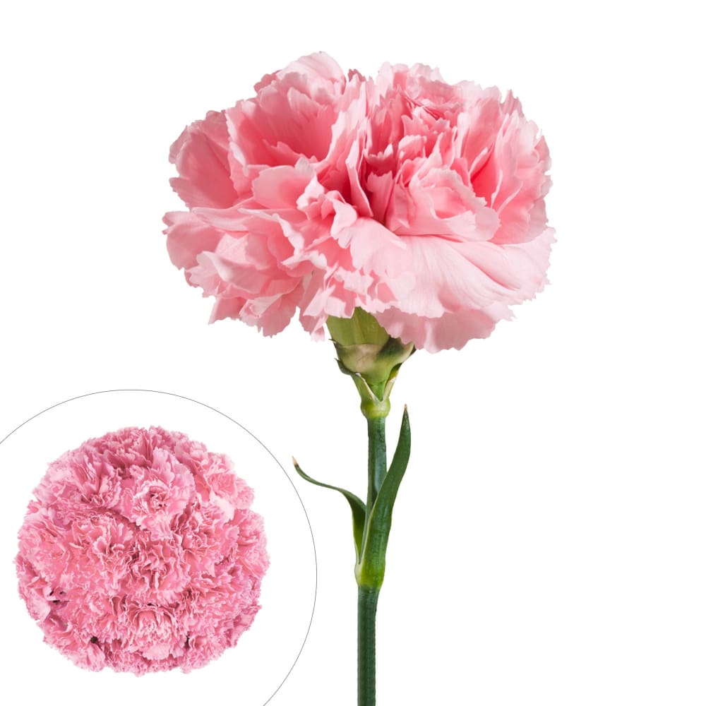 InBloom Carnations 200 ct. - Pink - Home/Home/Flowers & Plants/Other Flowers/ - InBloom