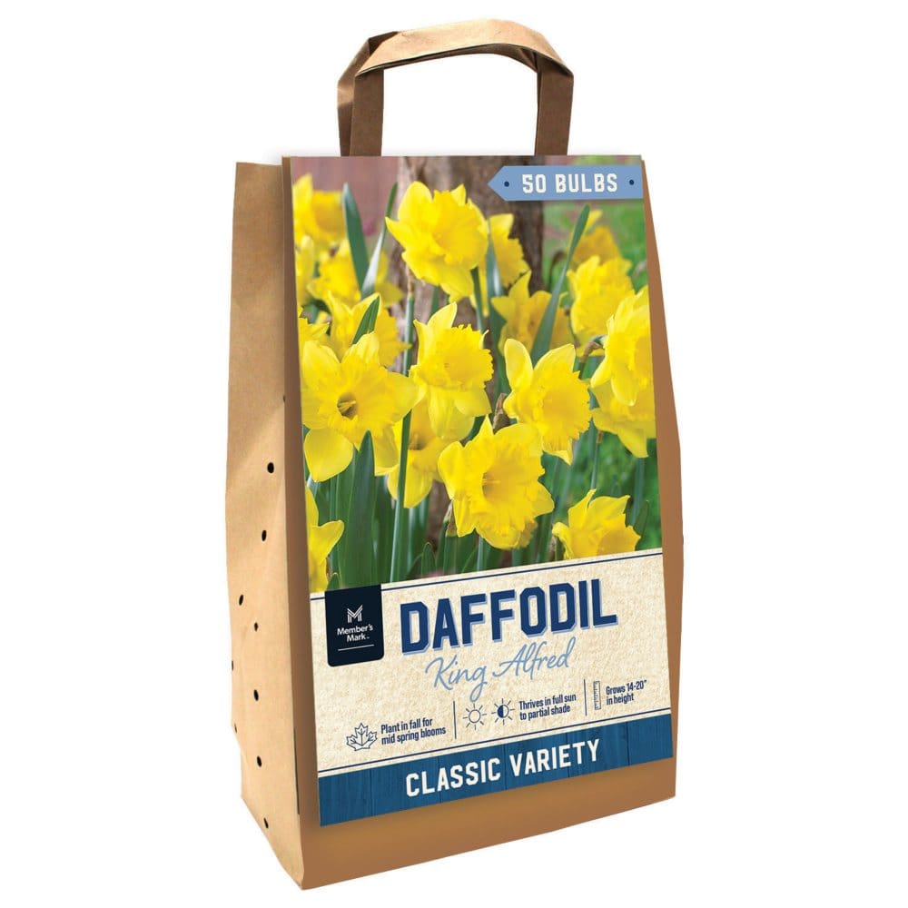 Daffodil King Alfred - Package of 50 Dormant Bulbs - Seeds & Bulbs - Daffodil