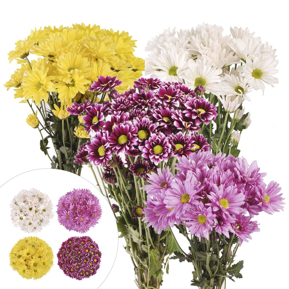 Daisies 84 Stems - Assorted - InBloom