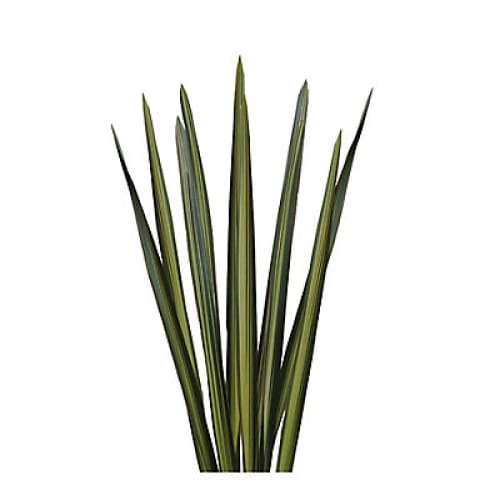 Flax Floral Filler 200 Stems - Variegated - Home/Flowers/Greenery & Fillers/ - InBloom
