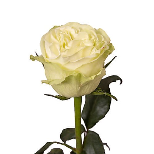 Green Roses 125 Stems - Home/Flowers/Roses & Petals/ - InBloom