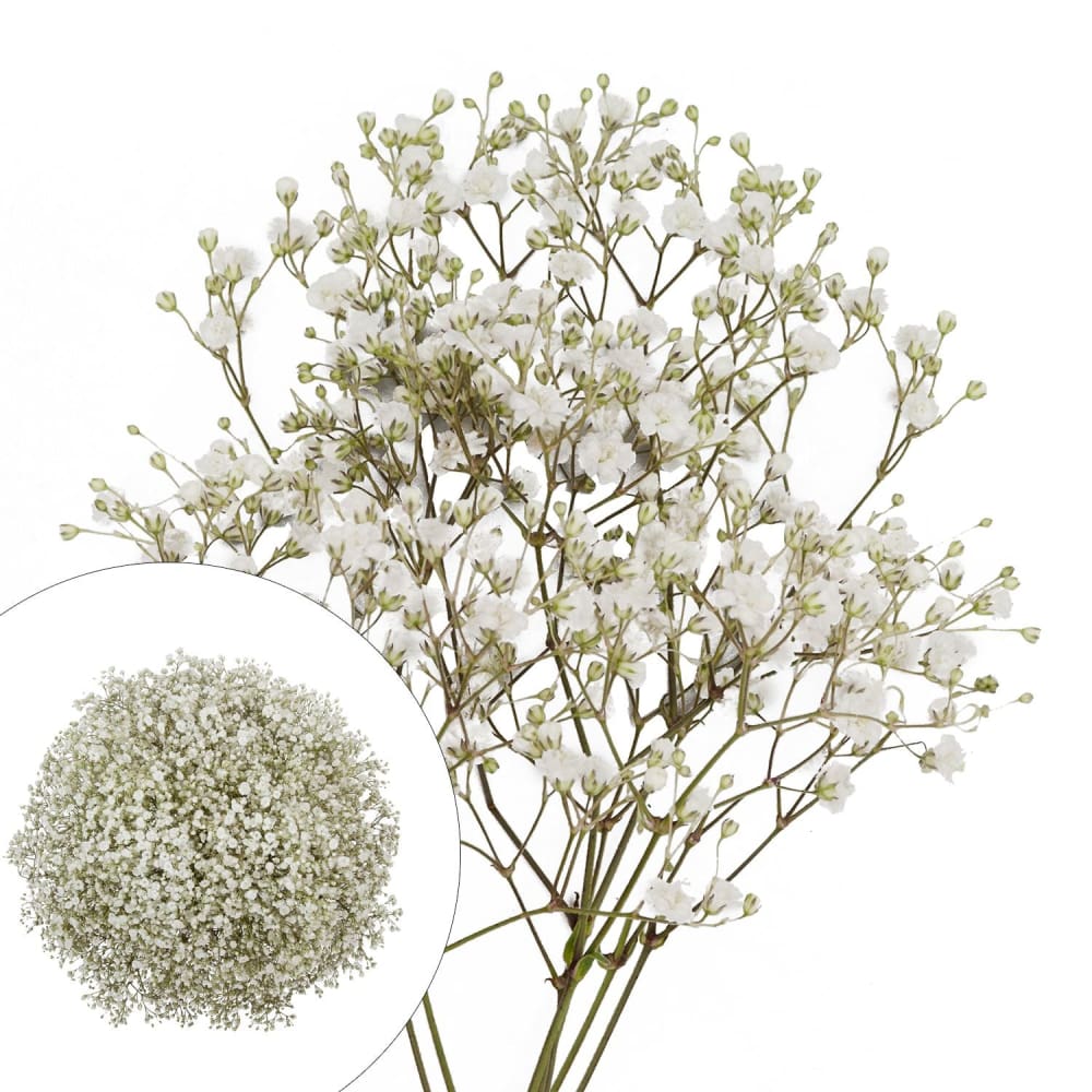 Gypsophilia/Baby’s Breath 10 Bunches - White - Home/Home/Flowers & Plants/Greens & Fillers/ - Unbranded