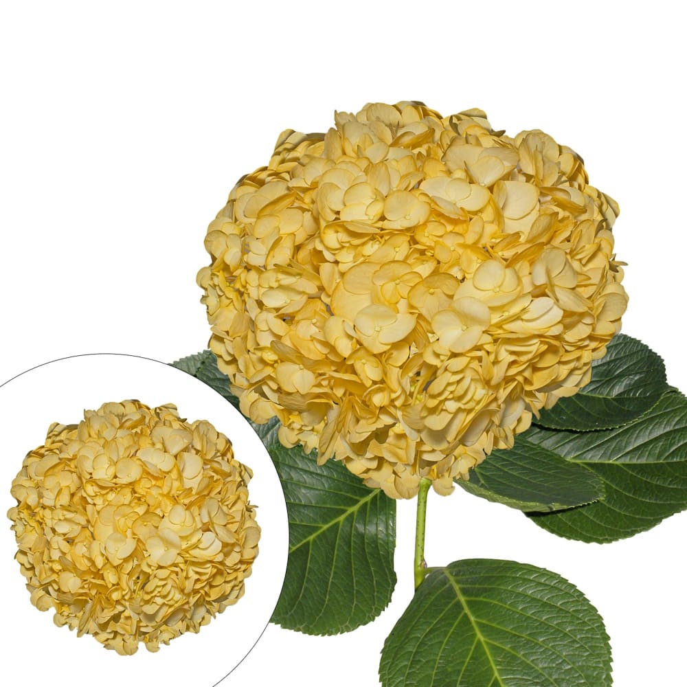 Hand-Painted Hydrangeas. 26 Stems - Fall Yellow - InBloom