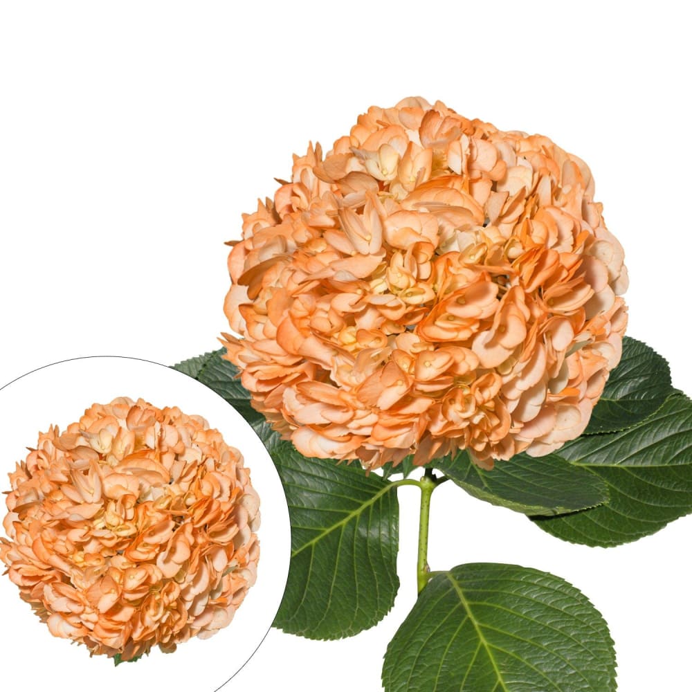 Hand-Painted Hydrangeas 26 Stems - Orange - InBloom