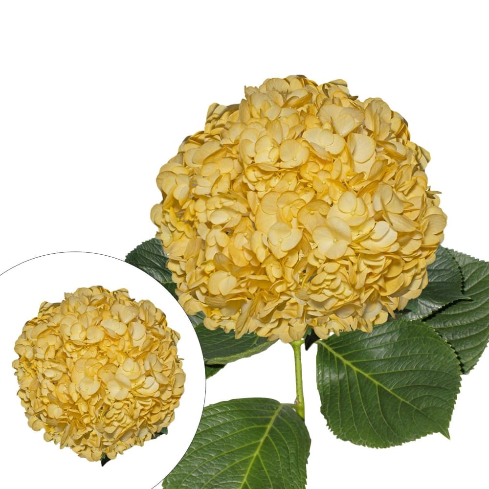 Hand-Painted Hydrangeas 26 Stems - Yellow - InBloom