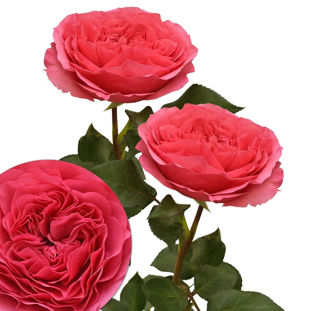 Hot Pink Garden Roses 36 Stems - InBloom