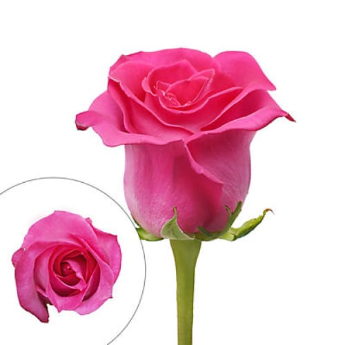 Hot Pink Roses - Home/Flowers/Roses & Petals/ - InBloom