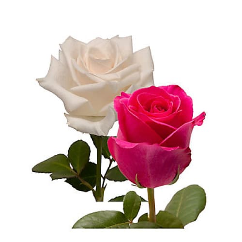 Hot Pink & White Roses 125 Stems - Home/Flowers/Roses & Petals/ - InBloom