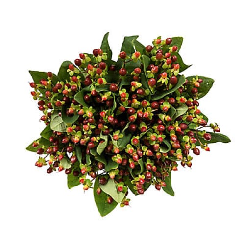 Hypericum 120 Stems - Burgundy - Home/Flowers/Greenery & Fillers/ - InBloom