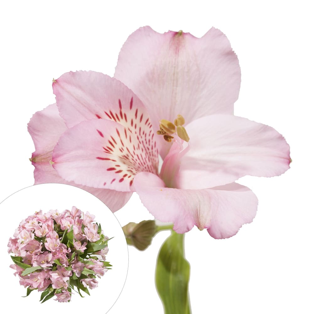 InBloom Alstroemeria 120 Stems - Pink - InBloom