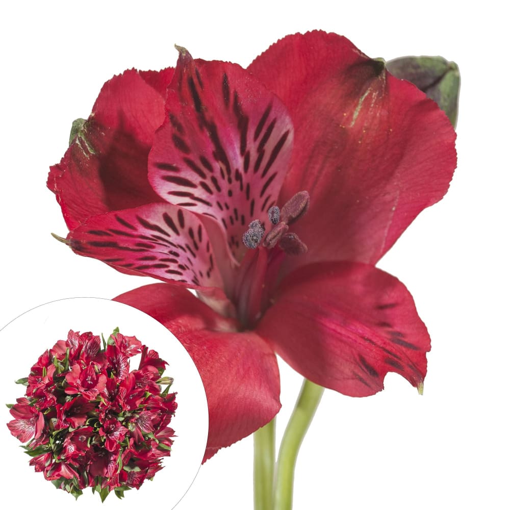 InBloom Alstroemeria 120 Stems - Red - InBloom