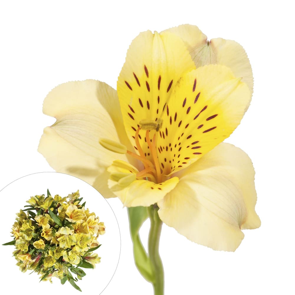 InBloom Alstroemeria 120 Stems - Yellow - InBloom