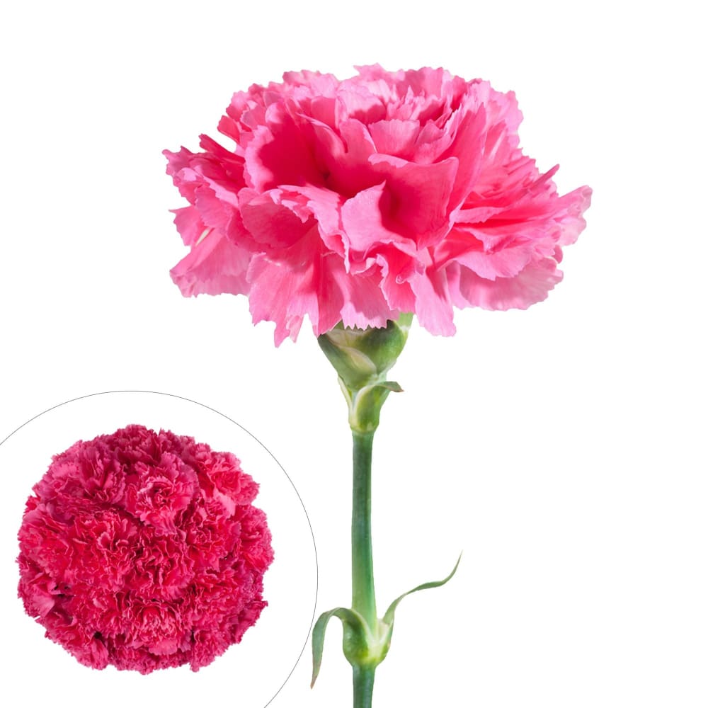 InBloom Carnations 100 Stems - Hot Pink - InBloom