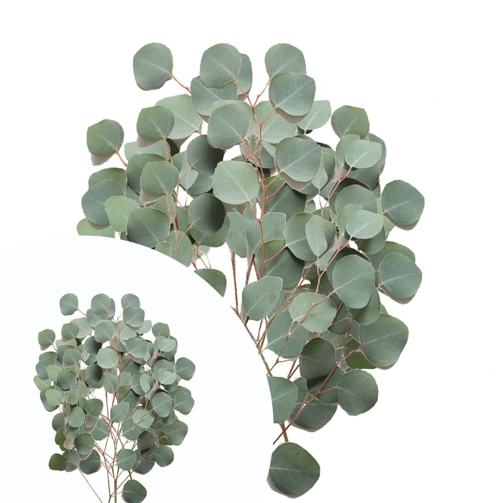 InBloom Silver Dollar Eucalyptus 40 Stems - InBloom