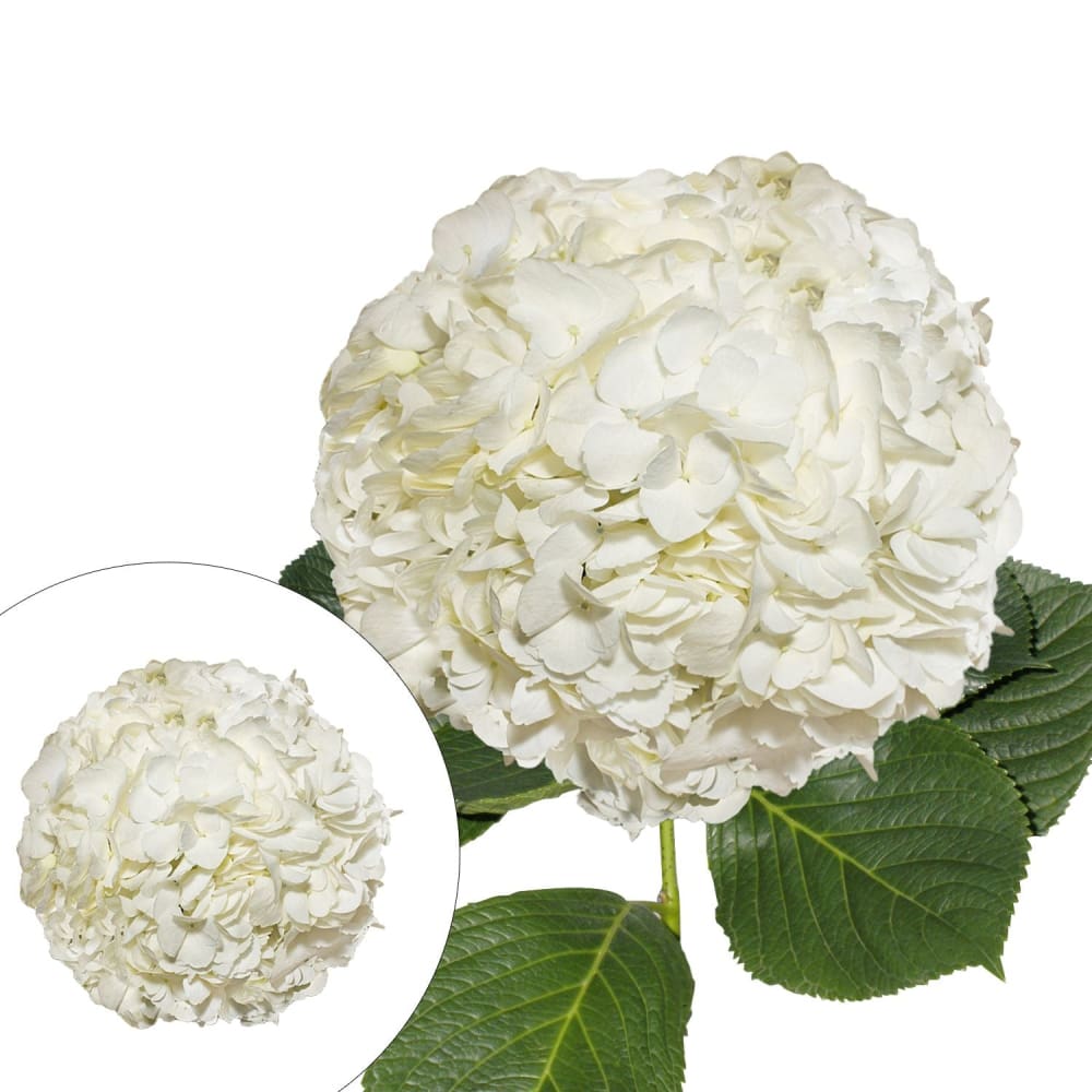 Jumbo Hydrangeas 12 Stems - White - InBloom