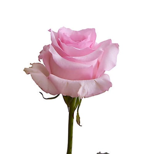 Light Pink Roses 125 Stems - Home/Flowers/Roses & Petals/ - InBloom