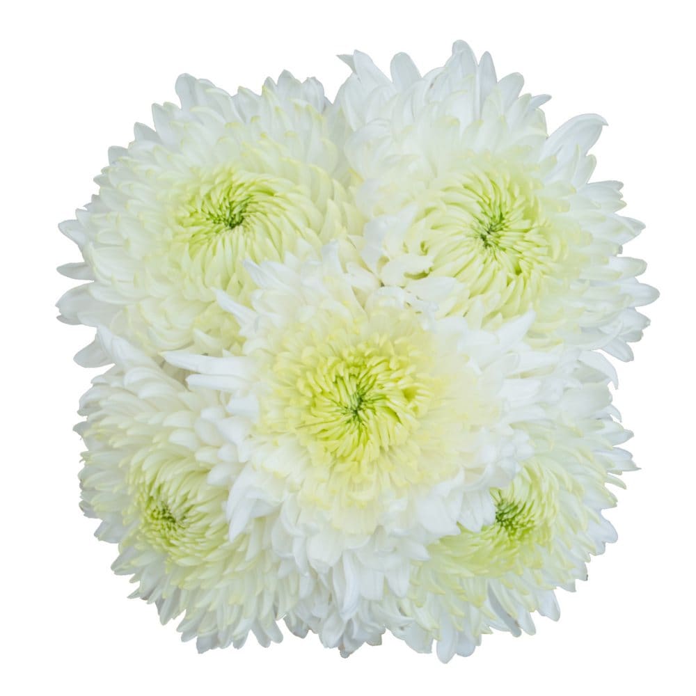 Member’s Mark Magnum Mums White (35 stems) - Mums - Member’s