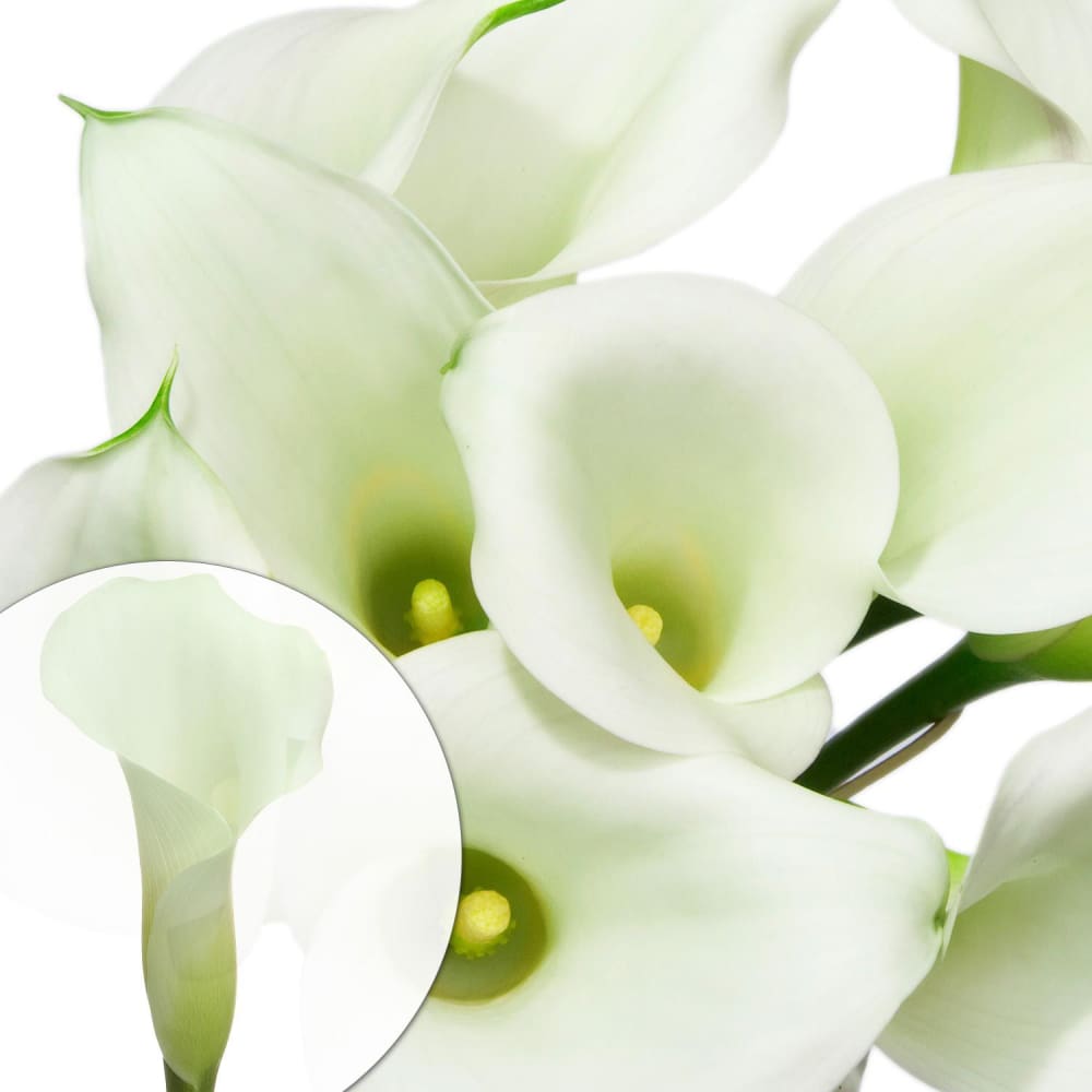 Mini Calla Lilies 100 ct. - White - InBloom