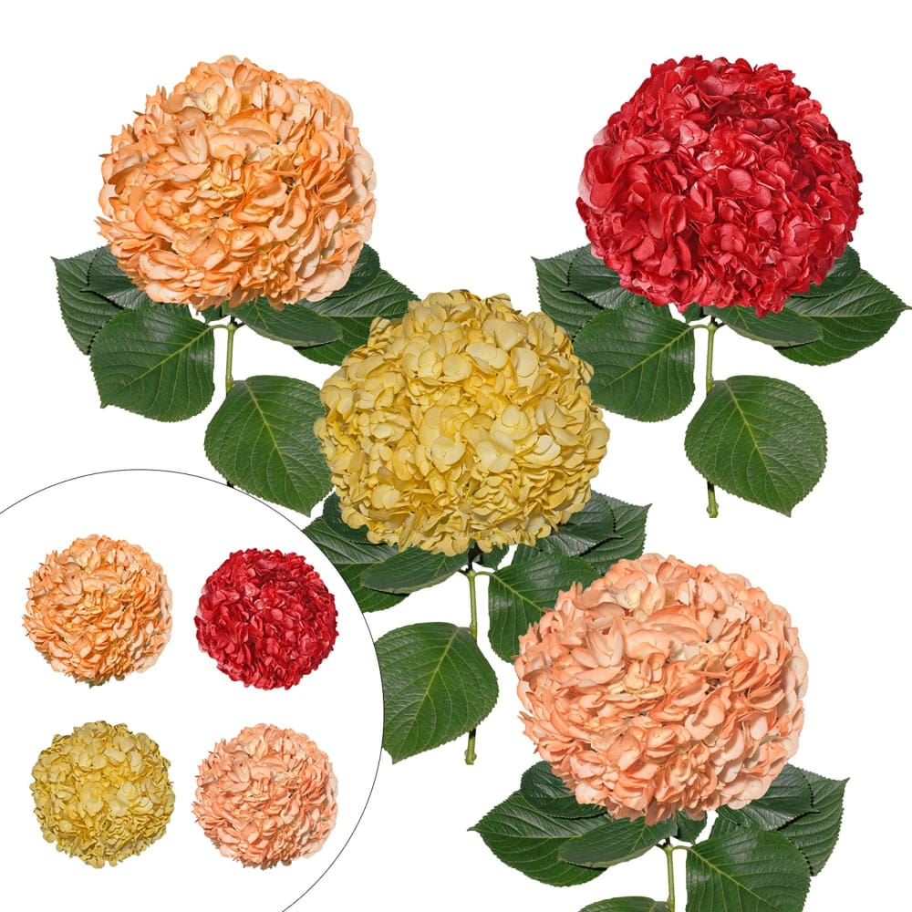 Painted Hydrangeas 26 Stems - Fall Assortment - InBloom