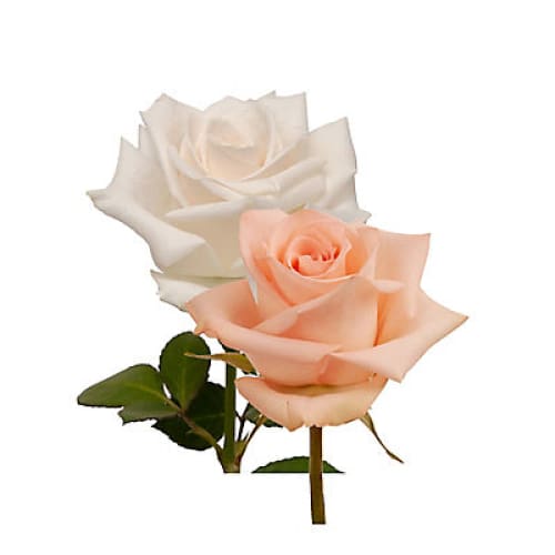 Peach & White Roses 125 Stems - Home/Flowers/Roses & Petals/ - InBloom