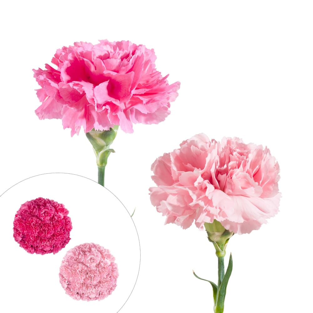 InBloom Pink Carnations 200 Stems - Home/Home/Flowers & Plants/Other Flowers/ - InBloom