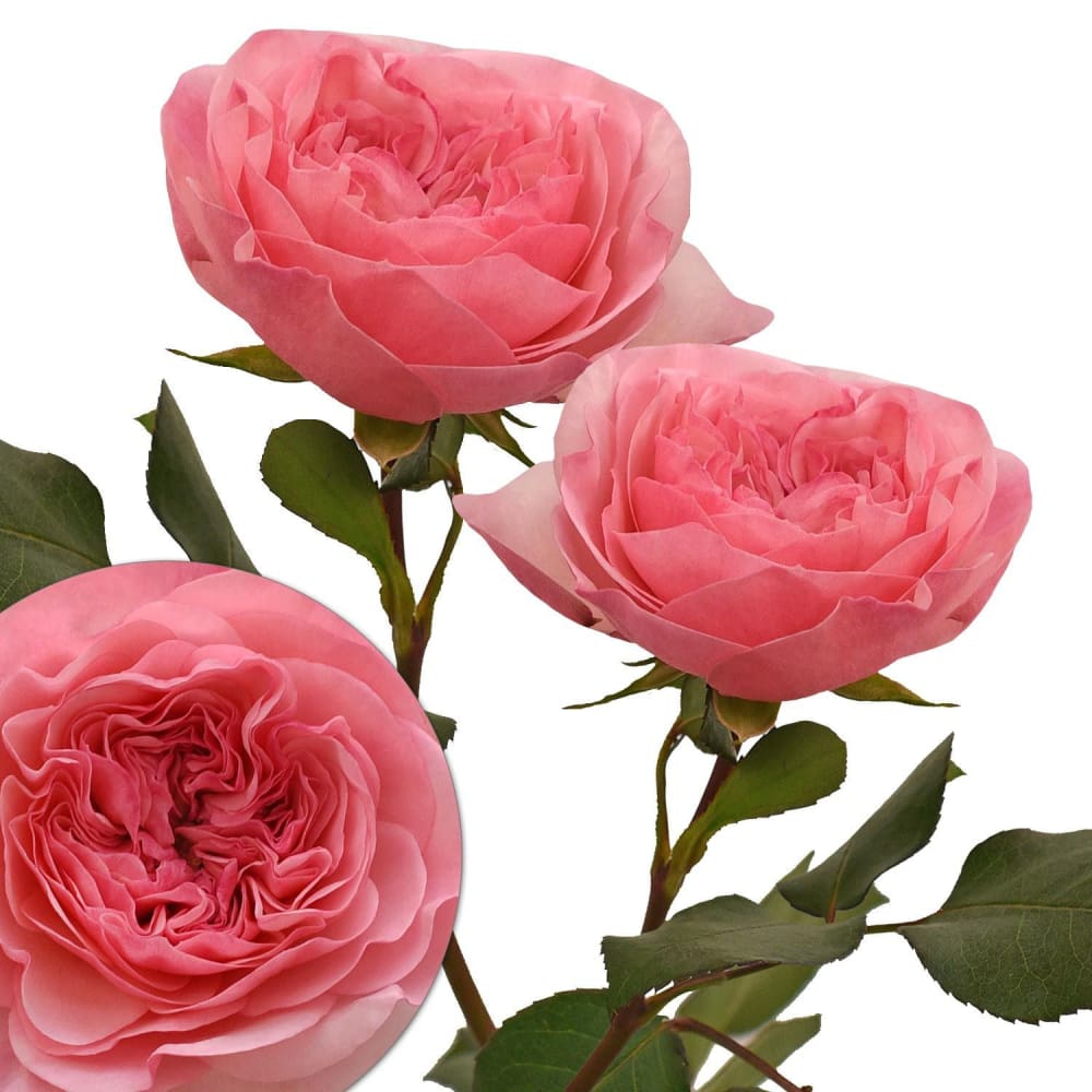 Pink Garden Roses 36 Stems - InBloom