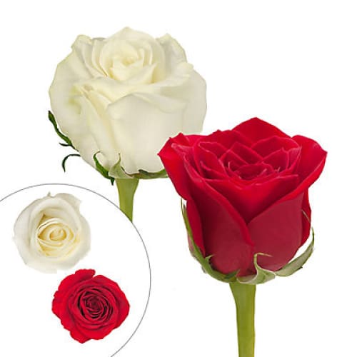 Red & White Roses 125 Stems - Home/Flowers/Roses & Petals/ - InBloom