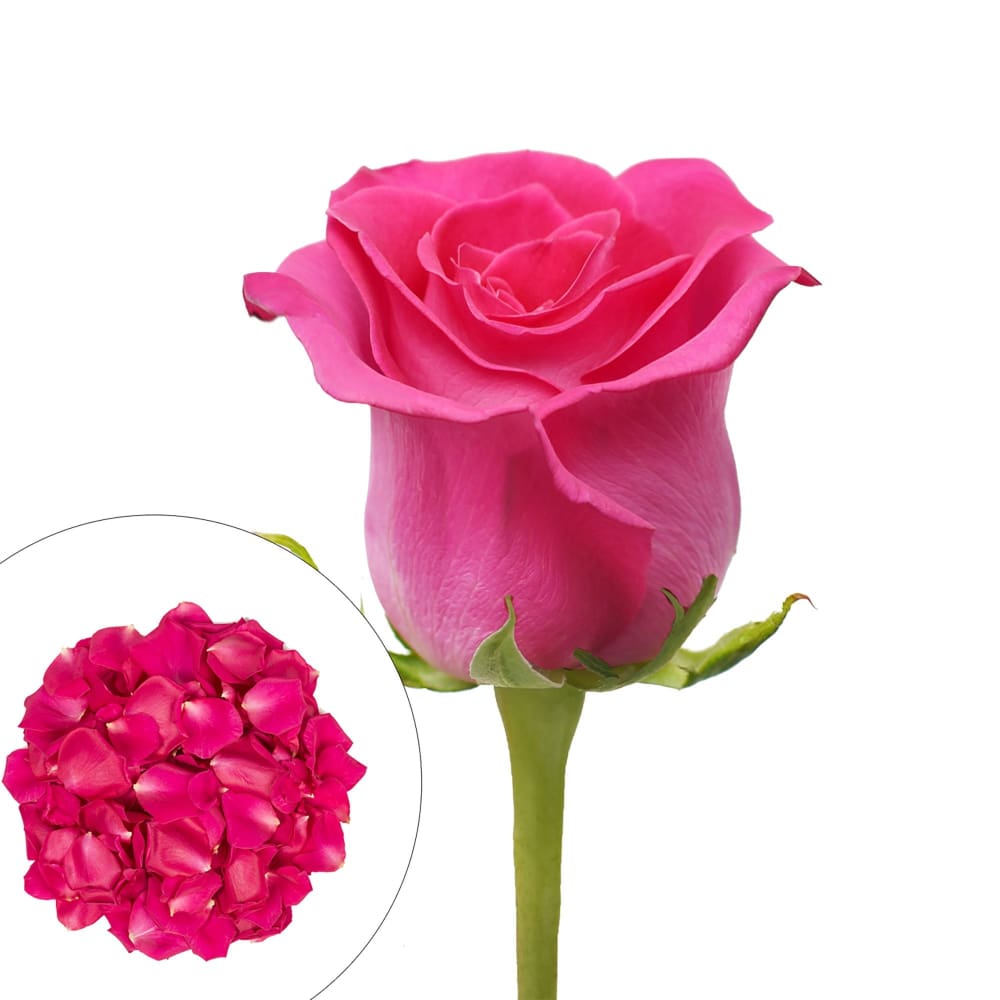 Roses and Petals Combo Box 75/2,000 pk. - Hot Pink - InBloom