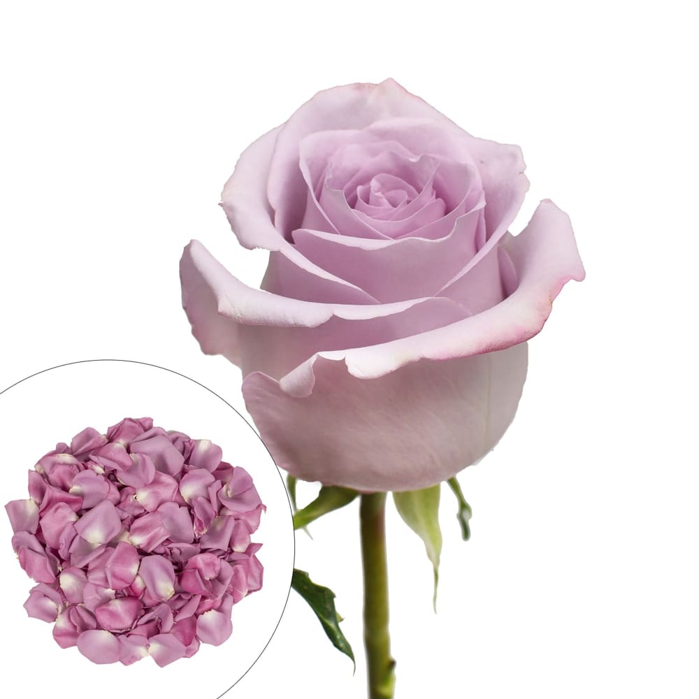 Roses and Petals Combo Box 75/2,000 pk. - Lavender - InBloom