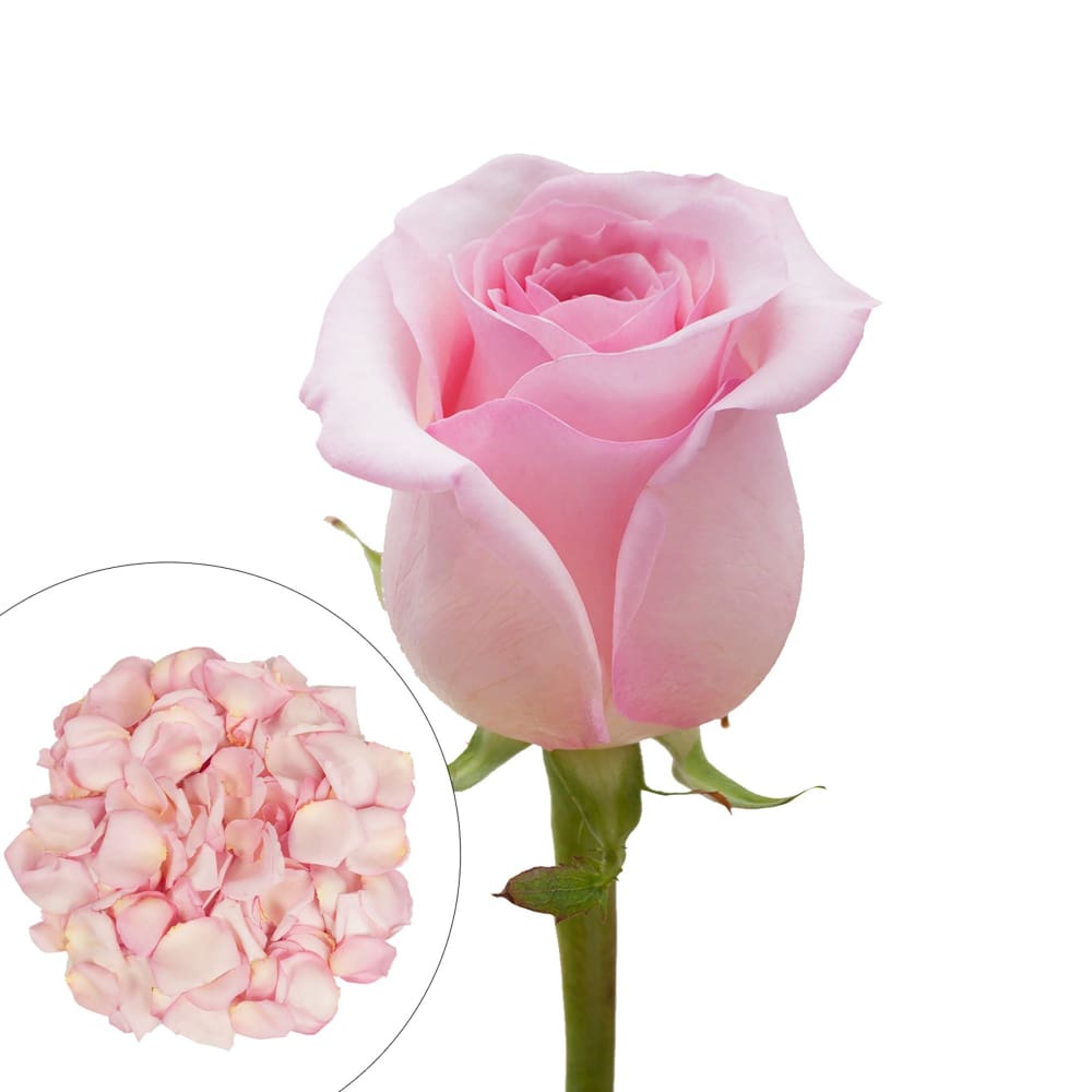 Roses and Petals Combo Box 75/2,000 pk. - Light Pink - InBloom