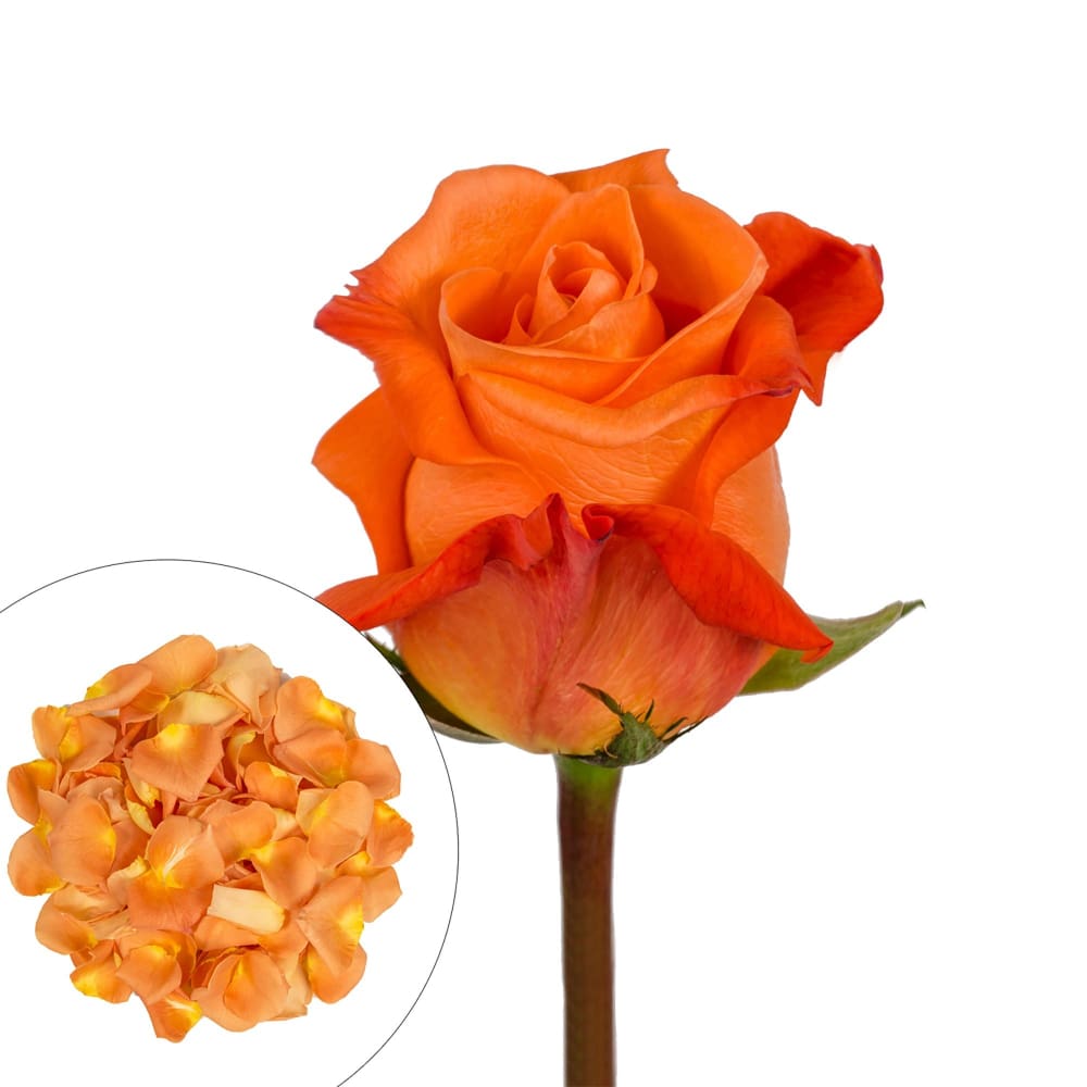 Roses and Petals Combo Box 75/2,000 pk. - Orange - InBloom