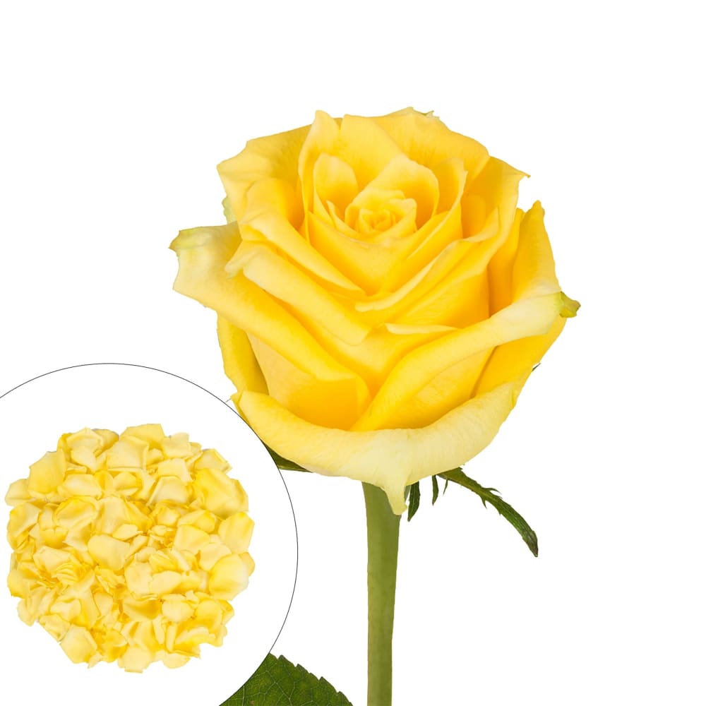 Roses and Petals Combo Box 75/2,000 pk. - Yellow - InBloom