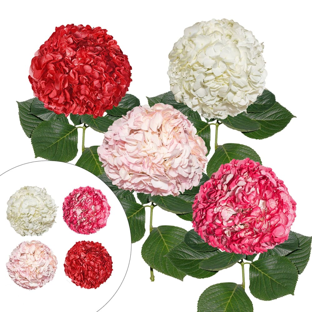 InBloom Valentine Days Hydrangeas 26 Stems - Home/Home/Flowers & Plants/Hydrangeas/ - InBloom