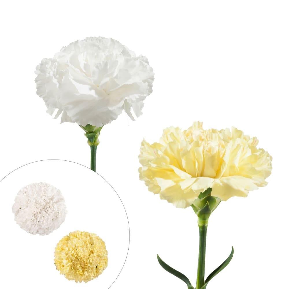 InBloom White and Yellow Carnations 200 Stems - Home/Home/Flowers & Plants/Other Flowers/ - InBloom