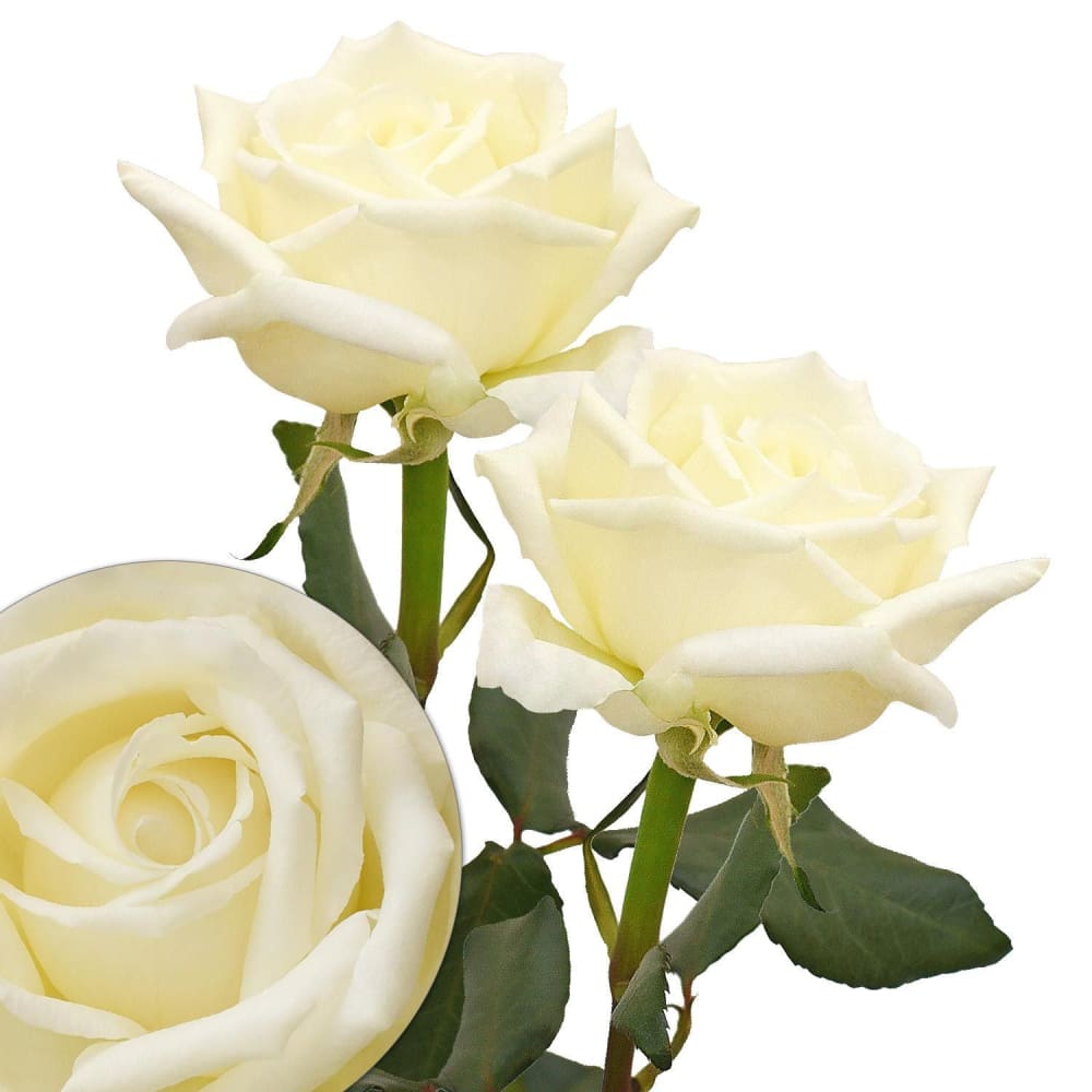 White Garden Roses 36 Stems - InBloom