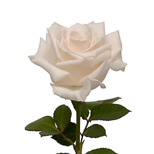 White Roses 125 Stems - Home/Seasonal/Fall Harvest/Fall Flowers/ - InBloom