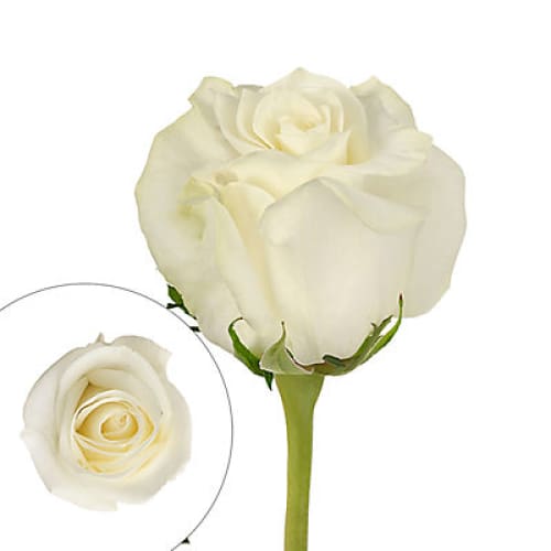 White Roses - Home/Flowers/Roses & Petals/ - InBloom