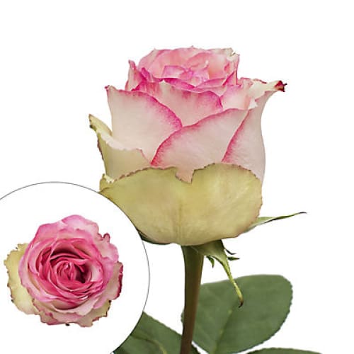 White/Pink Bicolor Color Roses - Home/Flowers/Roses & Petals/ - InBloom