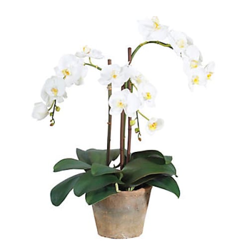 Winward Potted Phalaenopsis Decorative Artificial Plant - Home/Home/Home Decor/Decorative Items/ - Winward