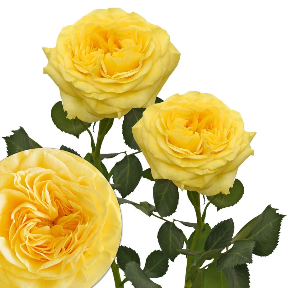 Yellow Garden Roses 36 Stems - InBloom