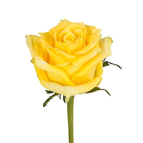 Yellow Roses 125 Stems - Home/Seasonal/Fall Harvest/Fall Flowers/ - InBloom