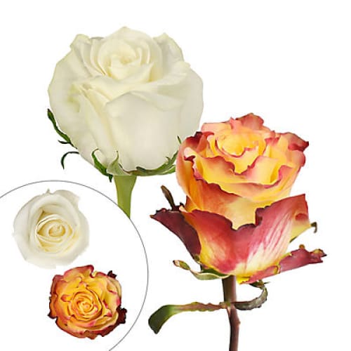 Yellow/Red Bicolor Roses & White Roses 125 Stems - Home/Seasonal/Fall Harvest/Fall Flowers/ - InBloom