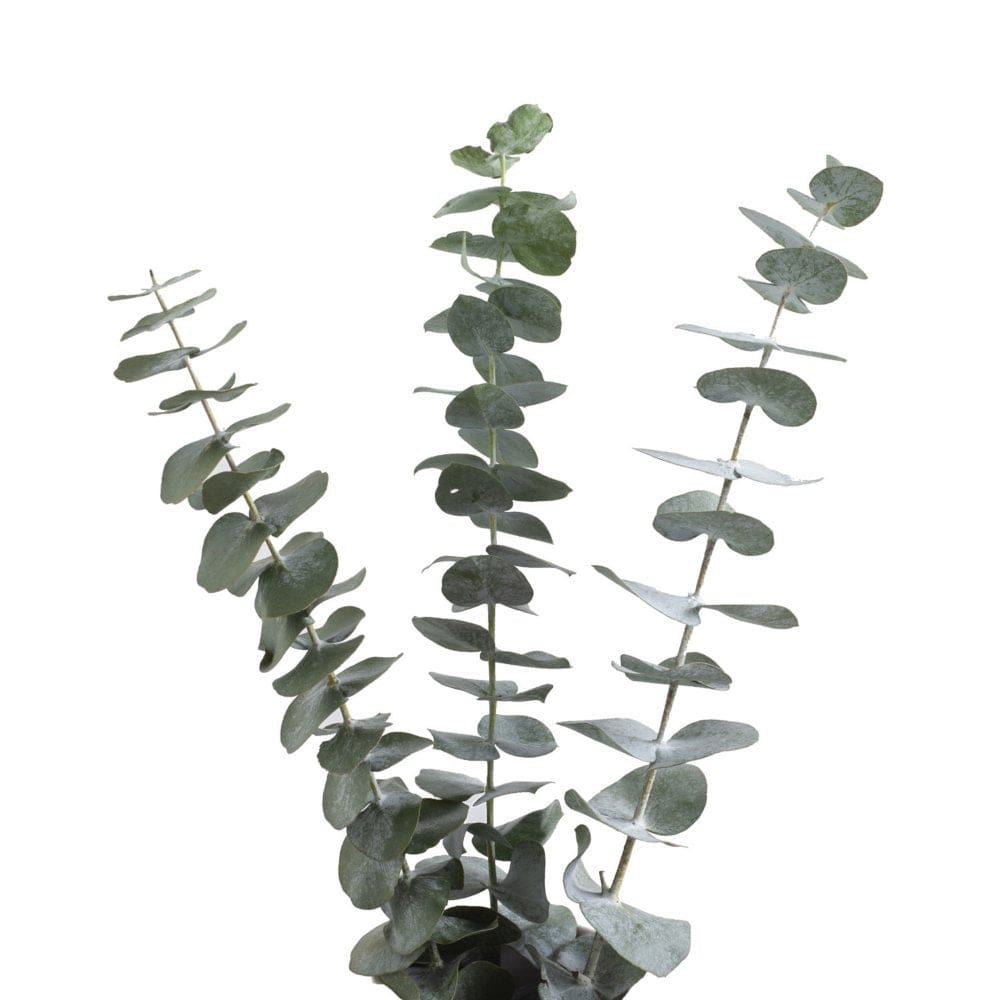 Baby Blue Eucalyptus (200 Stems) - Fillers & Greenery - Baby